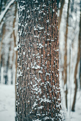 Fototapeta premium close-up of a snow-covered tree trunk in the winter forest