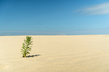 砂浜の植物。