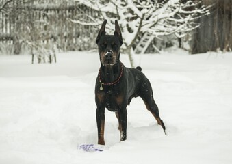 black dog in snow