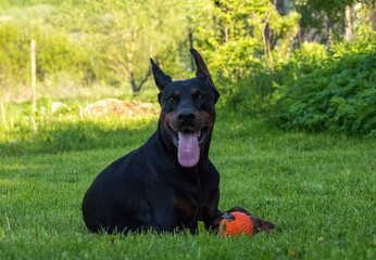 a Doberman dog plays with an orange ball on the green grass in the garden
