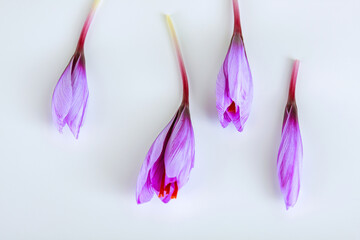 Saffron crocuses in buds on a white background close up.