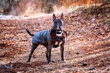 Bull Terrier alert and attentive in autumnal setting 