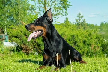doberman dog sitting on the green grass in the garden