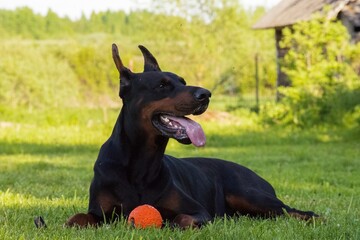 a Doberman dog lies on the green grass in the garden