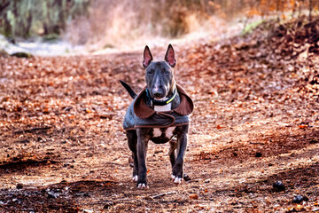 Bull Terrier alert and attentive in autumnal setting 