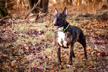 Bull Terrier alert and attentive in autumnal setting 