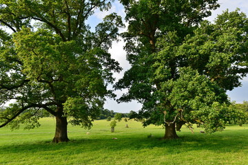 Fototapeta na wymiar Scenic view of oak trees in a green field
