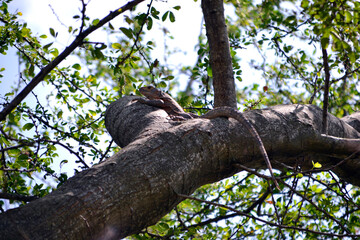 Brown Iguana