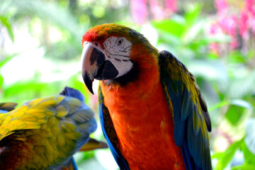Red Ara Papagei
