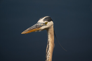 The great blue heron (Ardea herodias)