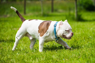 American Bully dog male in move on nature