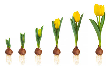 Growth stages of a yellow tulip from flower bulb to blooming flower isolated on white - 481148631