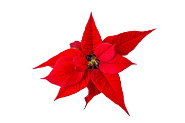 red poinsettia flower on white background top view