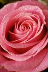 Fototapeta na wymiar pink rose with drops