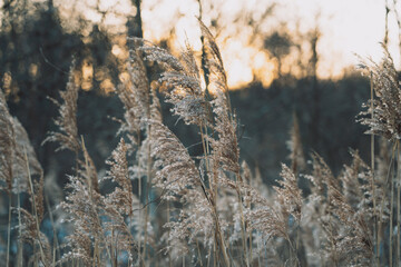 Beautiful aerial grass at sunset with a blurred background.