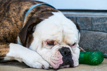 Tiger coat American Bulldog dog portrait outside