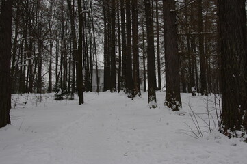 Winter forest in Serednikovo near Moscow