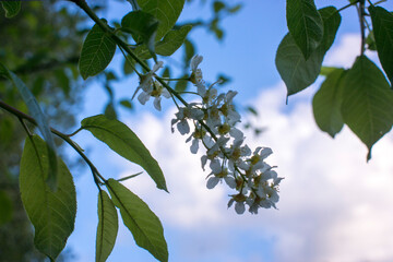 Bird cherry closeup. Bird-cherry tree in spring.