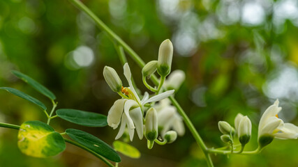 Fototapeta premium Moringa oleifera is a fast-growing, drought-resistant tree of the family Moringaceae, native to the Indian subcontinent. Common names include moringa, drumstick tree and horseradish tree.