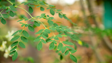 Obraz premium Moringa oleifera is a fast-growing, drought-resistant tree of the family Moringaceae, native to the Indian subcontinent. Common names include moringa, drumstick tree and horseradish tree.