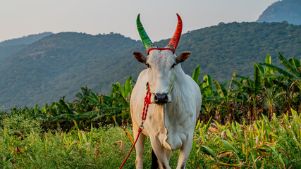 The Kangayam or Kangeyam is an Indian breed of draught cattle from the state of Tamil Nadu, in...