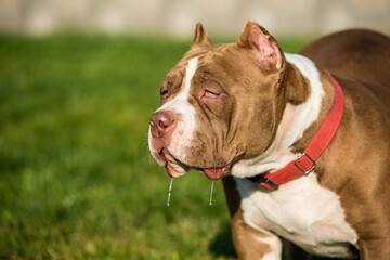 Chocolate color American Bully male dog is on green grass