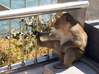 Unhappy or angry monkey behind a fence