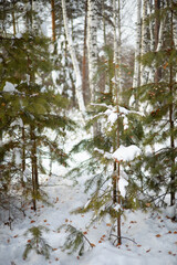 Winter landscape. Tall pine trees covered with snow in the forest.