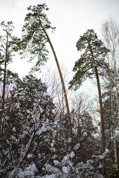 Winter landscape. Tall pine trees covered with snow in the forest.