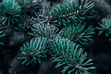 Prickly branches of pine or spruce, fir. Fluffy vibrant blue-green coniferous branch close-up on a dark background. Floral background for design, social networks. Horizontal photo.
