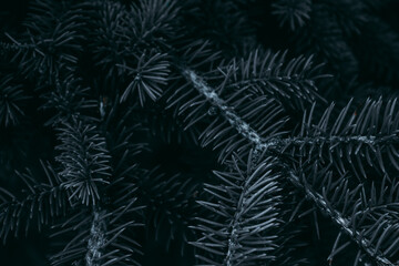 Prickly branches of pine or spruce, fir. Fluffy dark blue coniferous branch close-up on a dark background. Floral background for design, social networks. Horizontal photo.