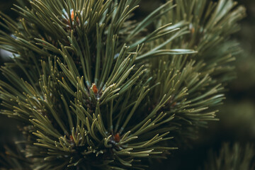 Naklejka na ściany i meble Fluffy prickly pine branches. Fluffy dark green coniferous branch close-up on a dark background. Long pine needles. Floral background for design, social networks. Horizontal photo.