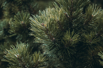 Naklejka na ściany i meble Fluffy green-brown coniferous branch close-up on a background. Long pine needles. Fluffy prickly pine branches. Horizontal floral background for design, social networks. Selective focus.