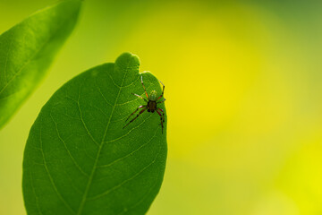 Mały pająk na krawędzi liścia, na żółtym tle - obrazy, fototapety, plakaty