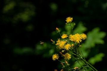 Naturalny bukiet żółtych kwiatów z nadlatującą pszczołą