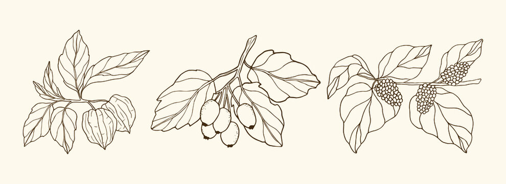 Hand drawn line art physalis, hawthorn, mulberry. Minimalist botanical set.