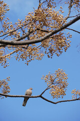 a bird sits high on a tree, a tree with fruits against the blue sky