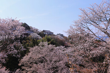 吉野山中千本の桜