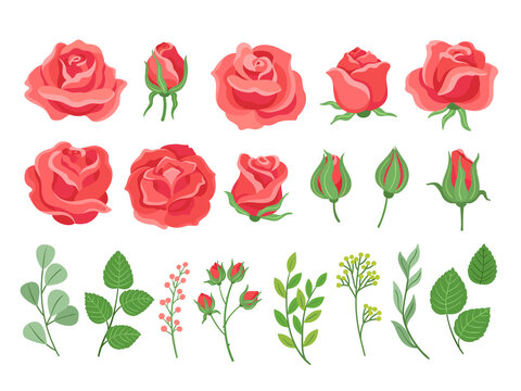 Red roses cartoon. Burgundy rose and green leaves. Blooming plants, garden branches for bouquet. Isolated wedding or birthday cards neoteric vector elements