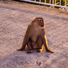 Aerial view of Big Buddha viewpoint at sunset in Phuket province, Thailand