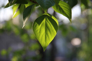 green leaves in sunlight