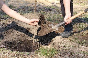 Fototapeta premium one gardener holds a fruit tree seedling in his hand while another digs in a hole with earth with a shovel, close-up. teamwork in the garden