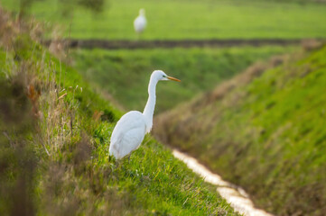 Fototapeta premium Ardea alba, junger Silberreiher auf der Jagd nach Essbarem