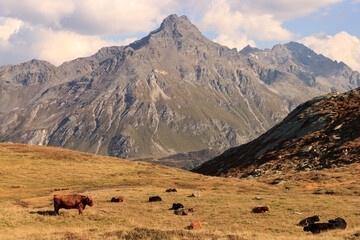 Romantische Engadiner Alpenlandschaft; Highlandrinder  oberhalb von Maloja und Piz de la Margna gegenüber
