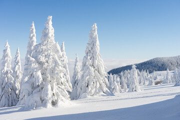 Fototapeta na wymiar Winter sunny mountain landscape. Fir trees under the snow on the ski slope and blue sky. High quality photo