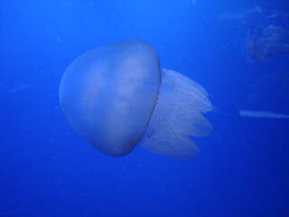 Jellyfish