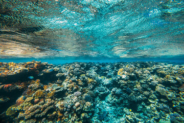 a panorama underwater coral reef on the red sea