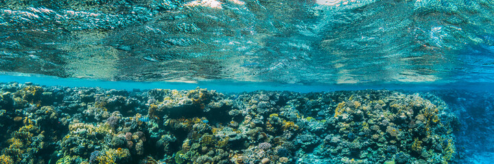 a panorama underwater coral reef on the red sea