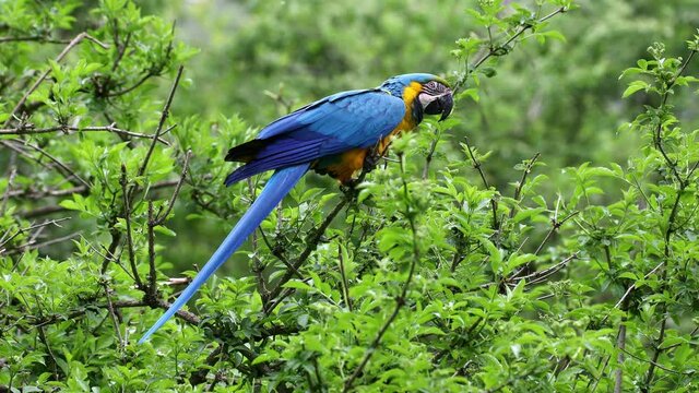 The Blue-and-yellow Macaw, Ara ararauna also known as the blue-and-gold macaw, is a large South American parrot with mostly blue top parts and light orange underparts