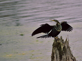Anhinga sitting on cypress stump